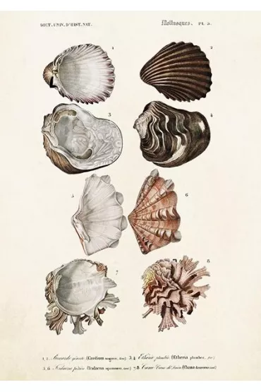 Karnet ST372 B6 + koperta Muszle