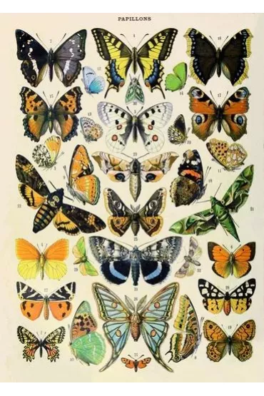 Karnet B6 z kopertą Motyle