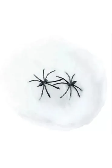 Pajęczyna z pająkiem