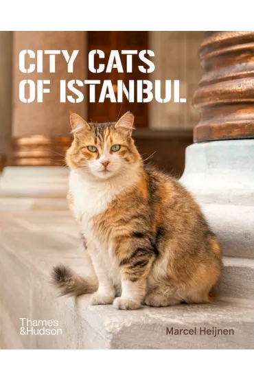 City Cats of Istanbul