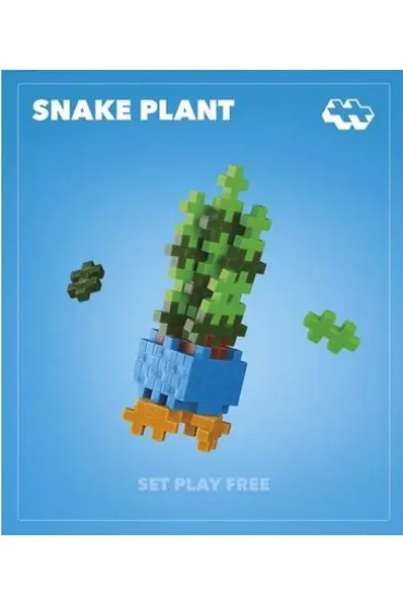  Roślinki Snake Plant