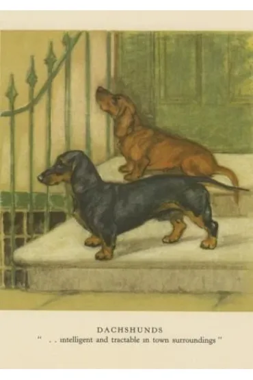 Karnet B6 z kopertą Jamniki