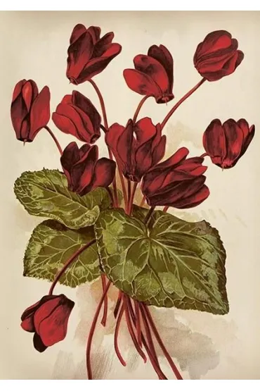 Karnet ST515 B6 + koperta Cyklameny