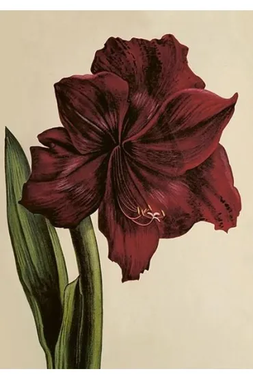 Karnet ST515 B6 + koperta Amarylis