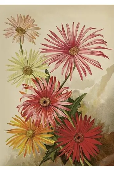 Karnet ST515 B6 + koperta Gerbery