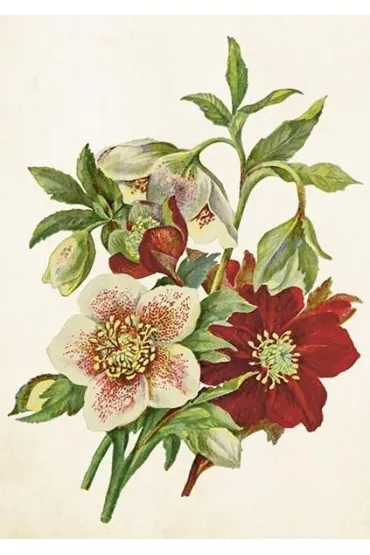 Karnet ST515 B6 + koperta Ciemiernik