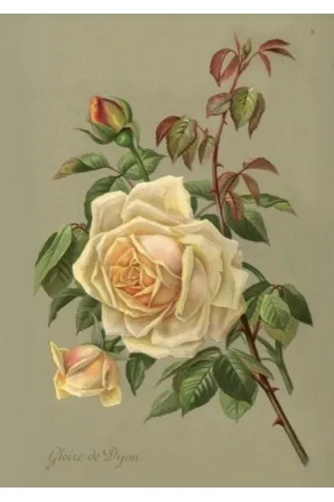 Karnet ST515 B6 + koperta Żółte róże