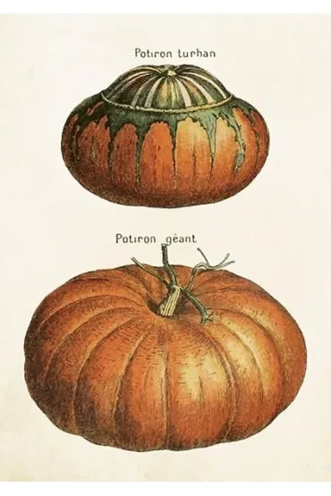 Karnet ST515 B6 + koperta Dynie