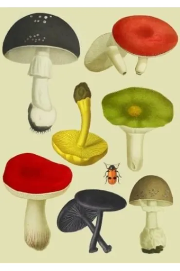 Karnet B6 z kopertą Grzyby