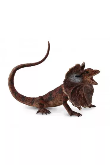 Jaszczurka agama kołnierzasta